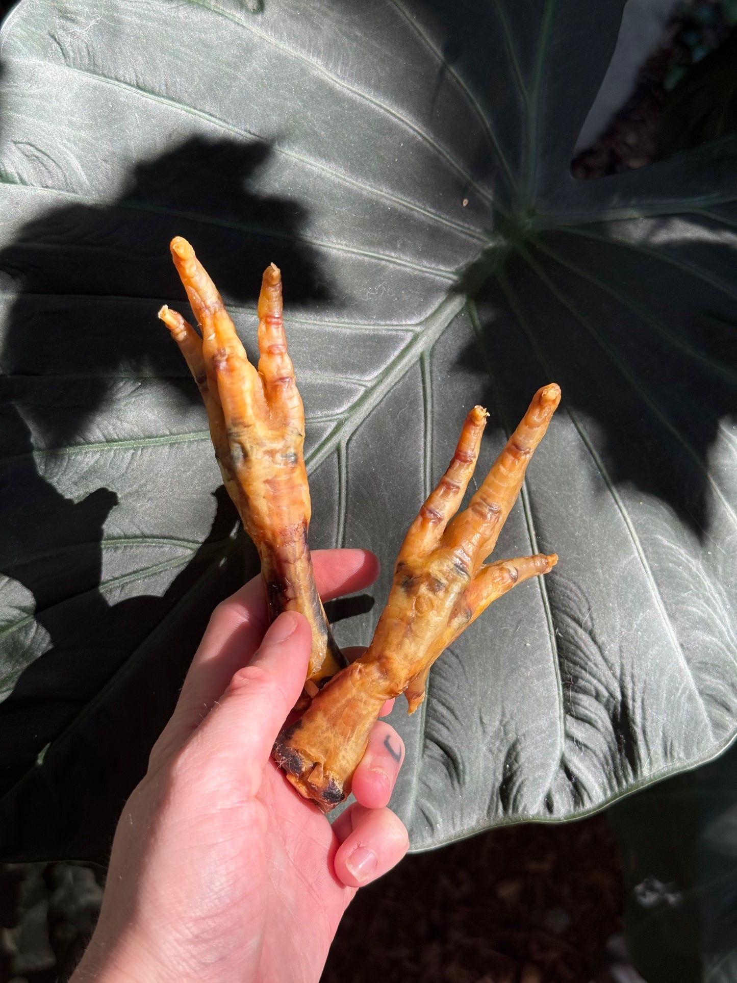 Chicken Feet pack