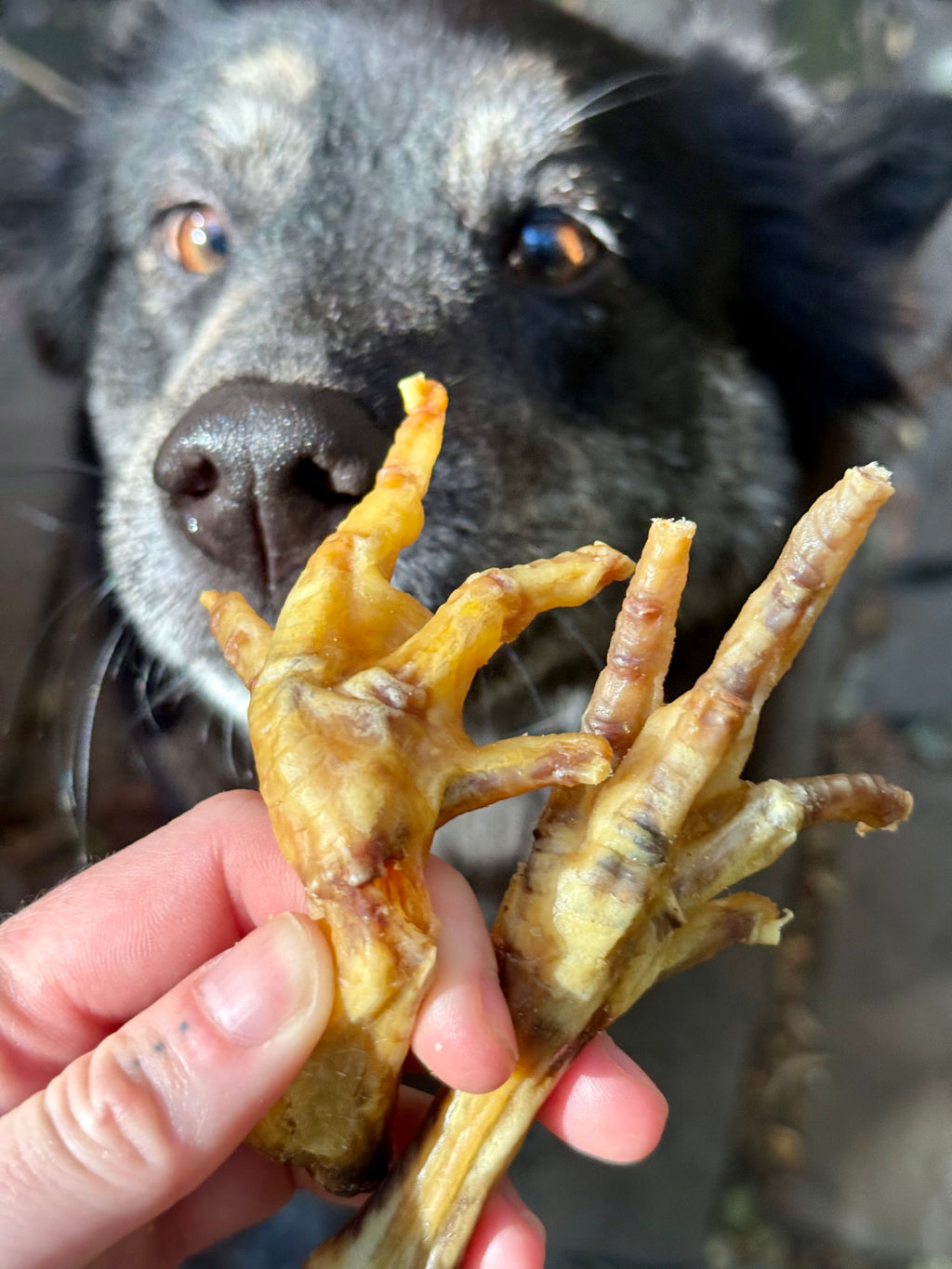Dog looking at two dehydrated chicken feet held by a pale skinned person outdoors. The person's hands have small dot tattoos. The dog is black, with a black nose and grey eyebrows - his eyes are a pretty glowing amber in the sunlight.