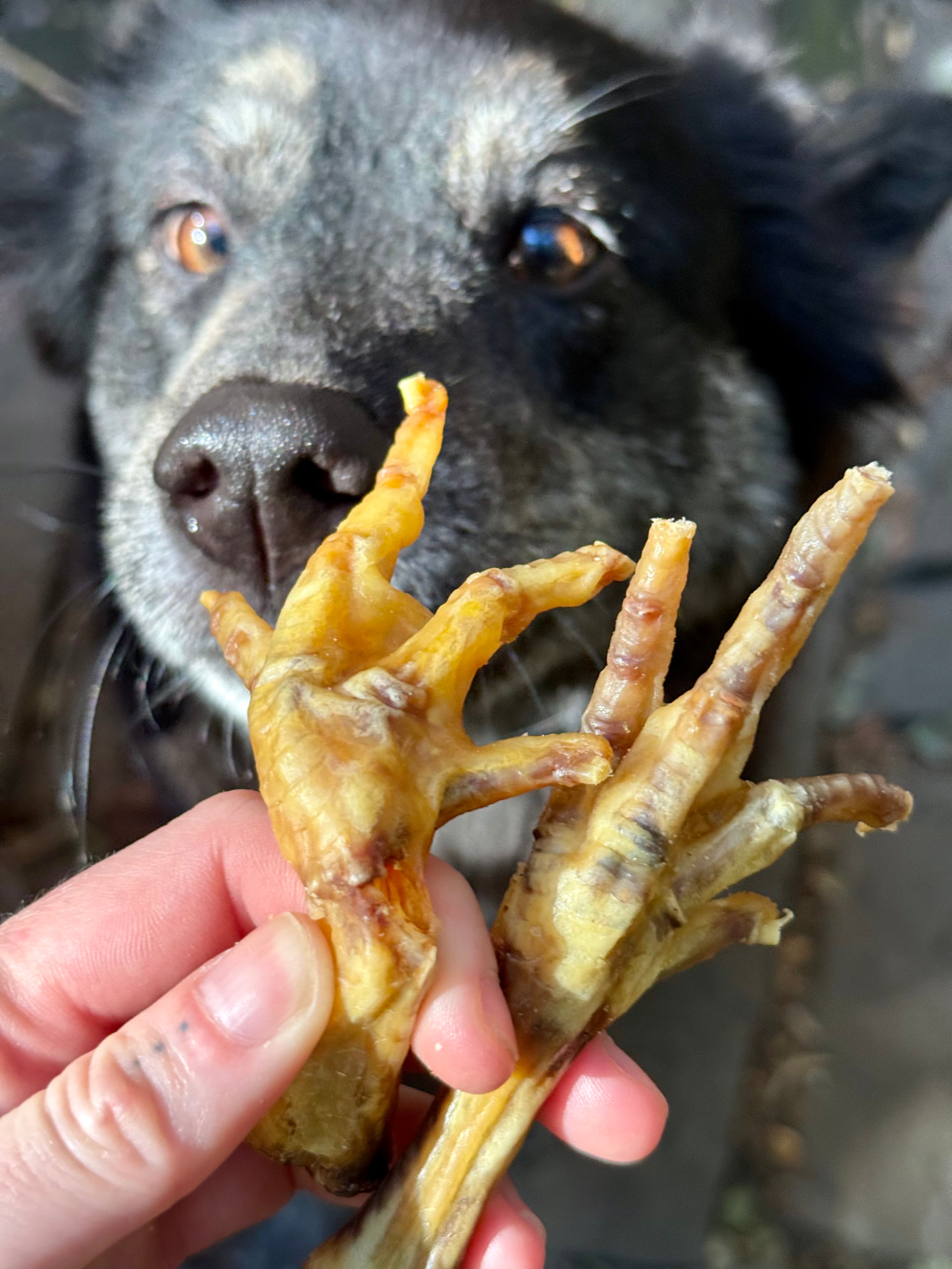 Dog looking at two dehydrated chicken feet held by a pale skinned person outdoors. The person's hands have small dot tattoos. The dog is black, with a black nose and grey eyebrows - his eyes are a pretty glowing amber in the sunlight.