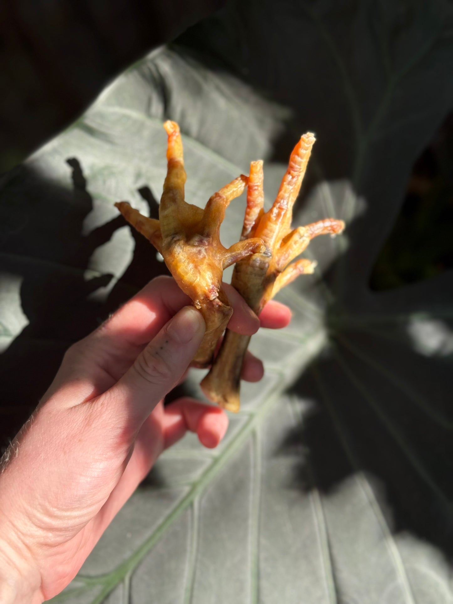 Chicken Feet pack
