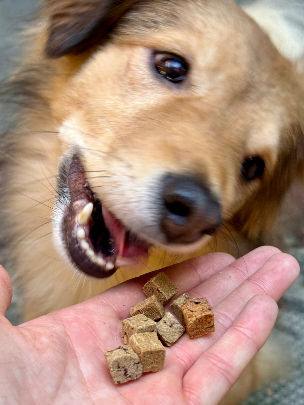 Snaggletooth Teeny Tiny Treats - Beef Liver