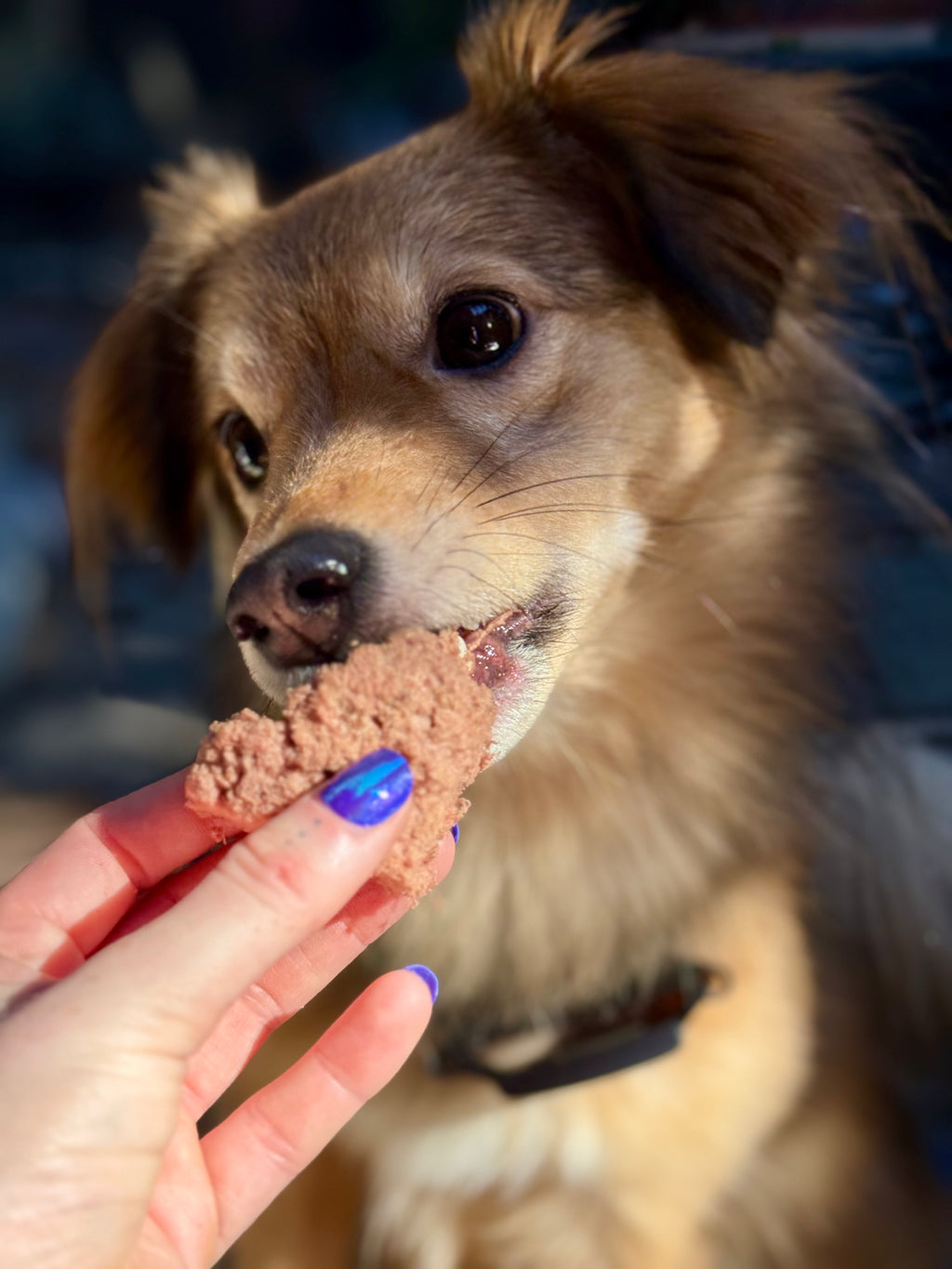 Heavenly Pet - Bird-N-Berry Squares
