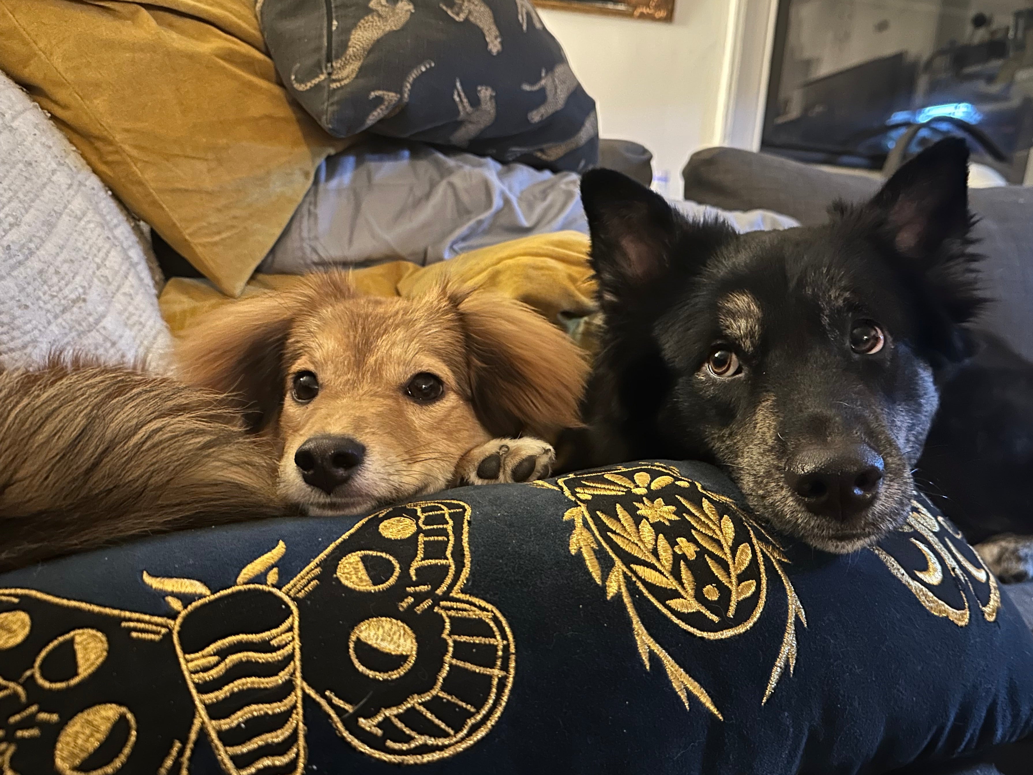 Two dogs lying on a couch with decorative pillows